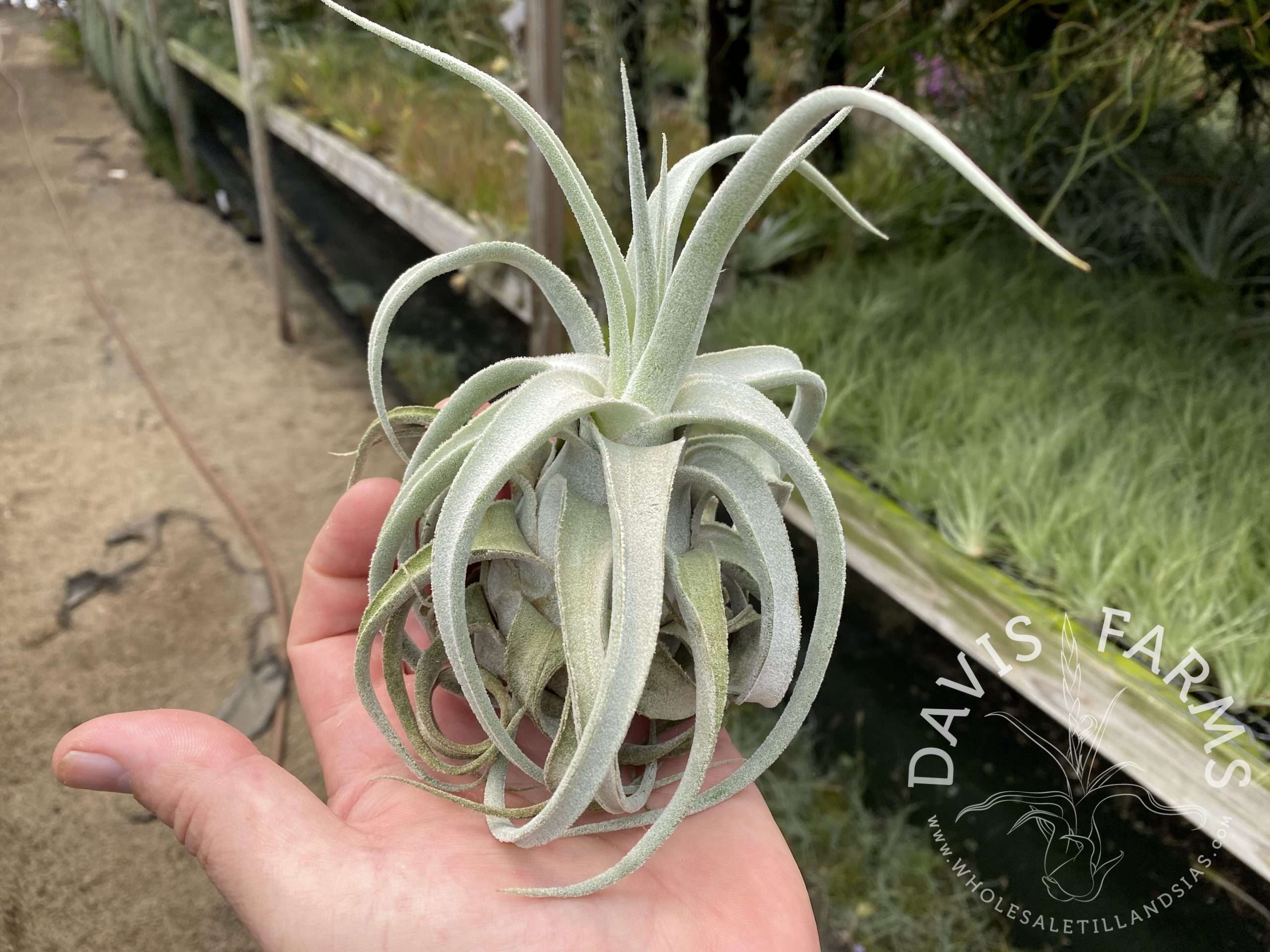 Tillandsia Lucille (T. ehlersiana X T. streptophylla)