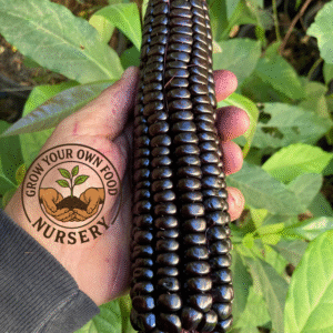 Peruvian Heirloom Purple Corn Maiz Morado Non GMO Seeds for Planting