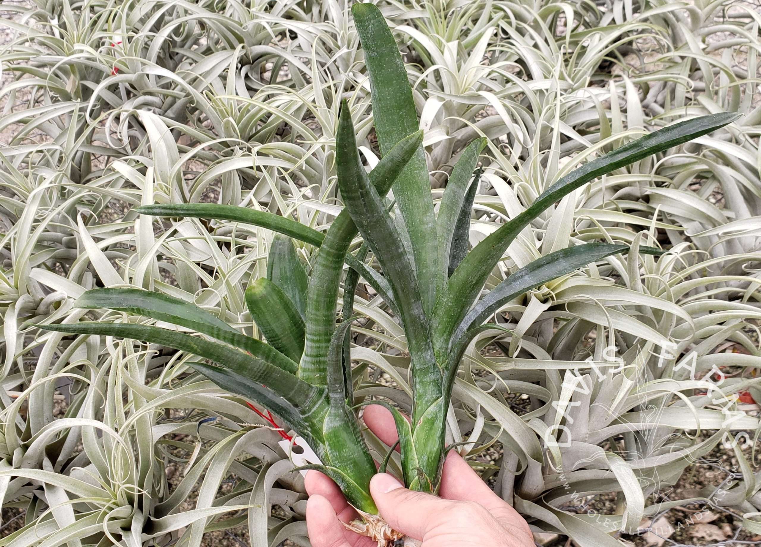 Neoregelia pauciflora