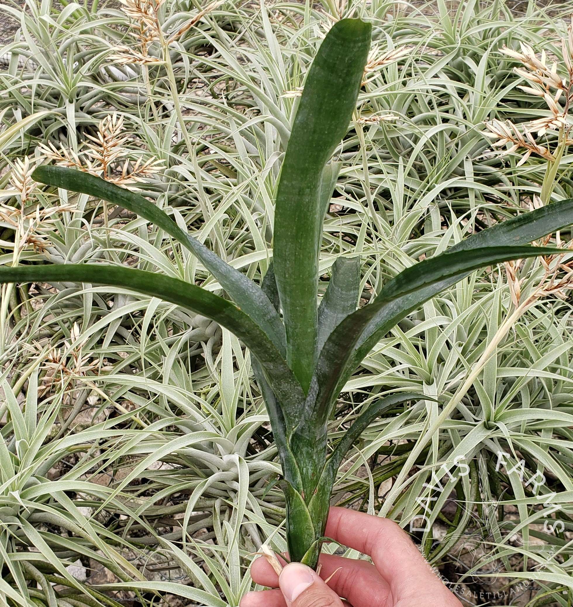 Neoregelia pauciflora