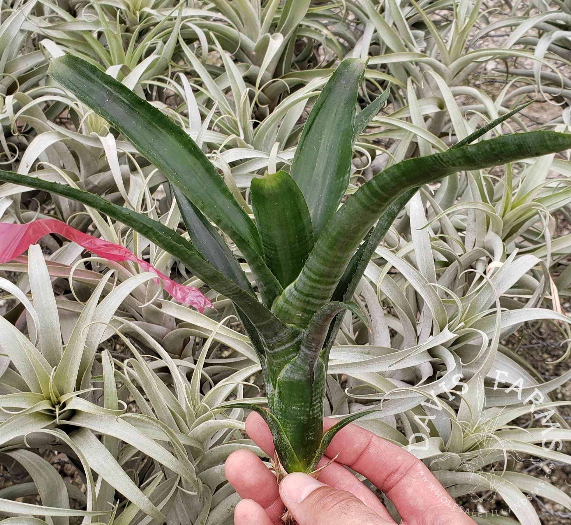 Neoregelia pauciflora