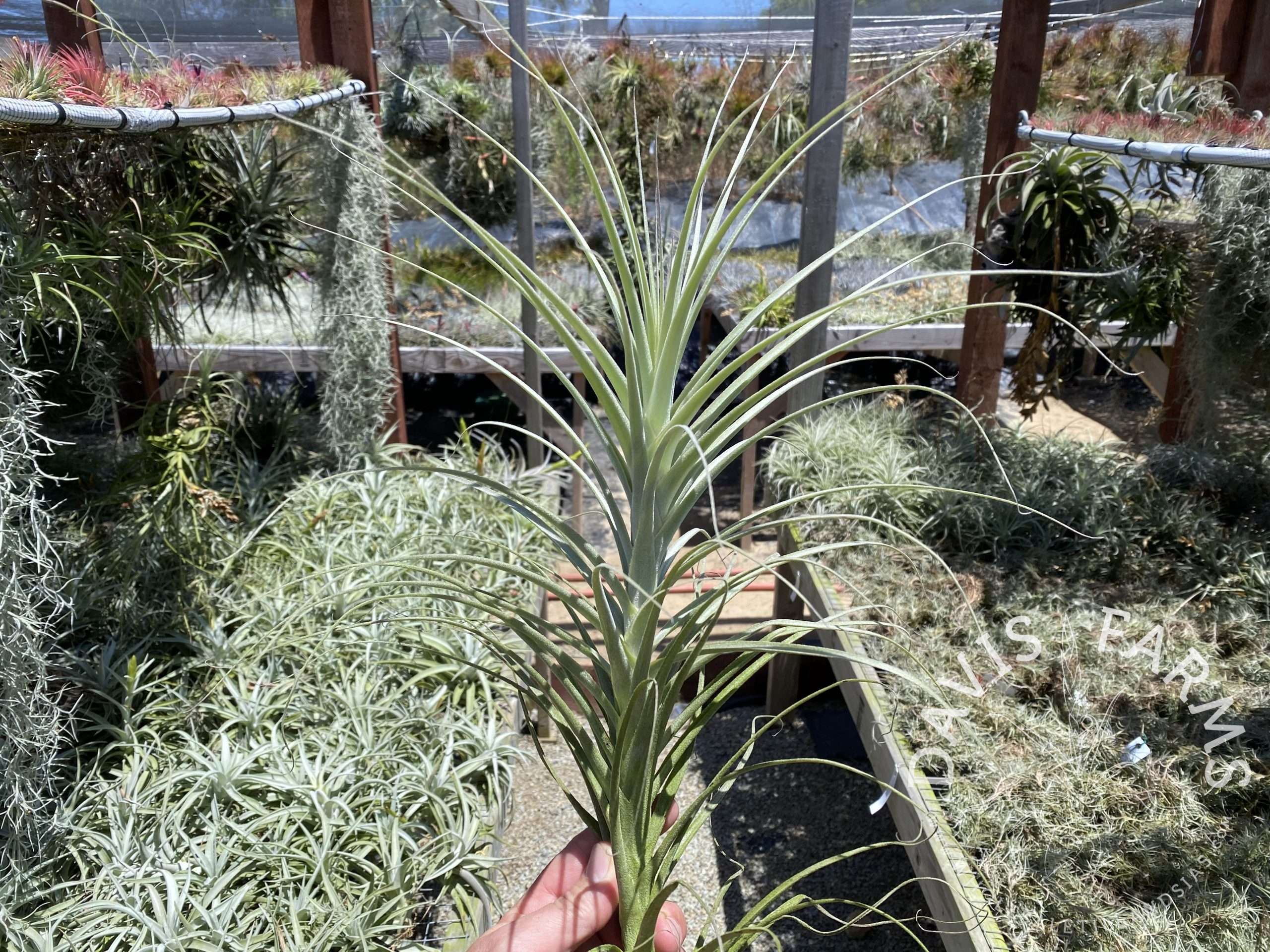 Tillandsia straminea caulescent form