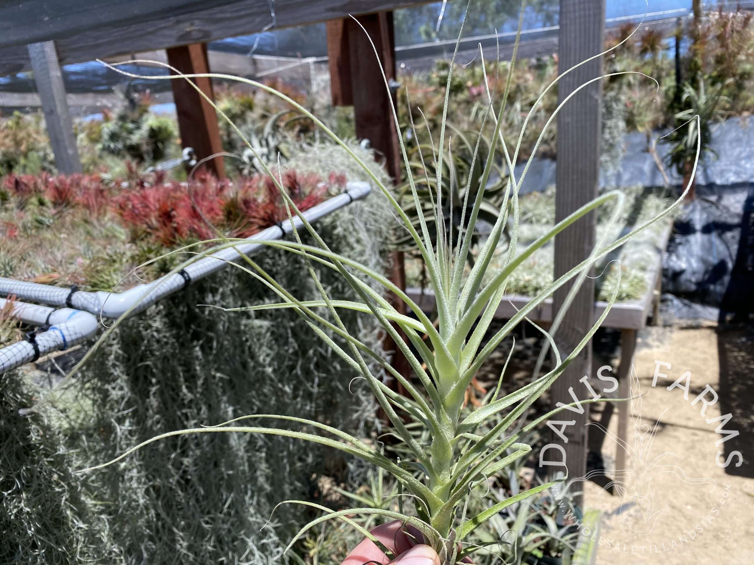 Tillandsia straminea caulescent form
