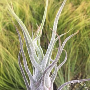 Tillandsia pruinosa hybrid