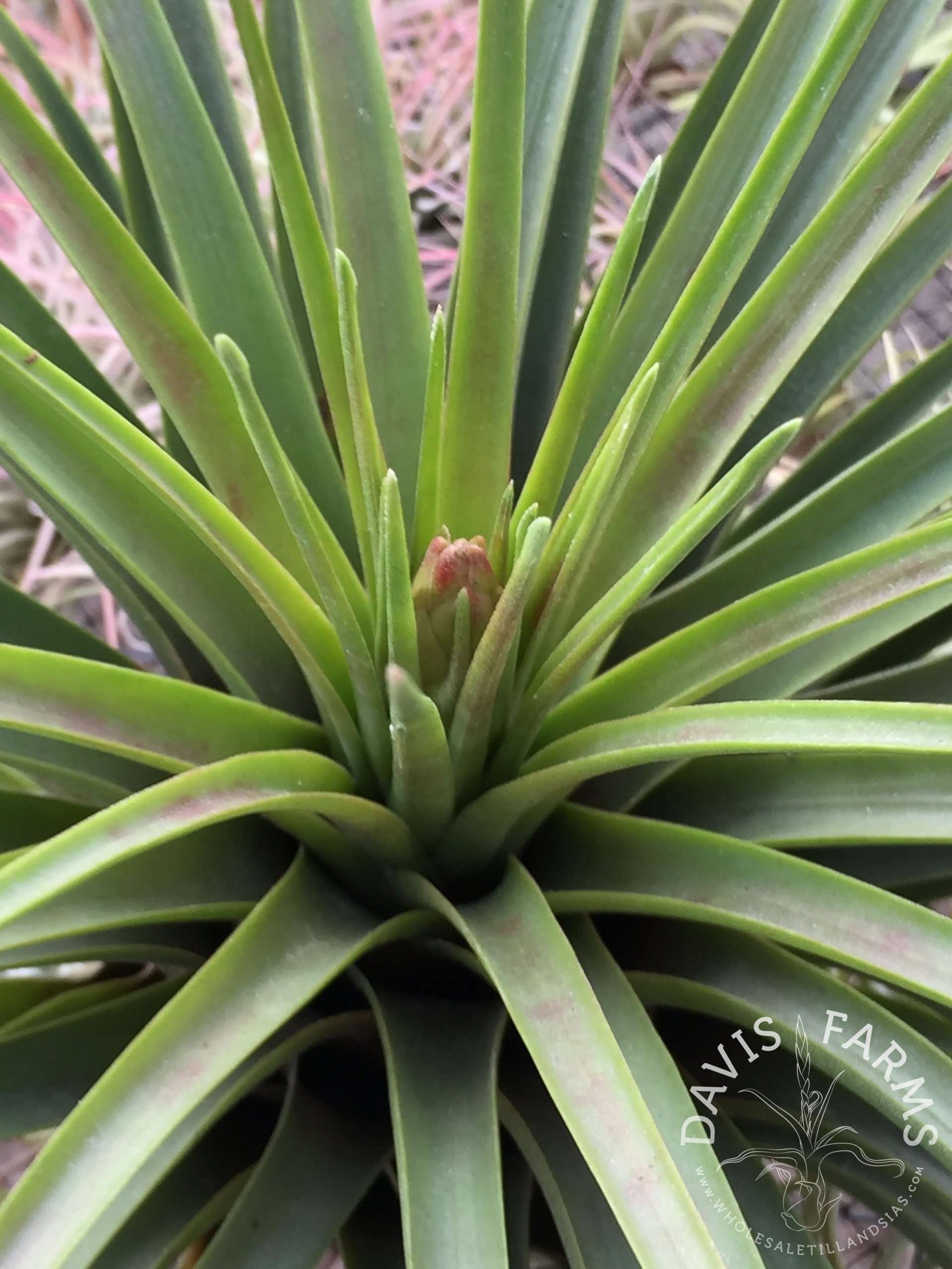 Tillandsia Tricolor v. Tricolor (Costa Rica)