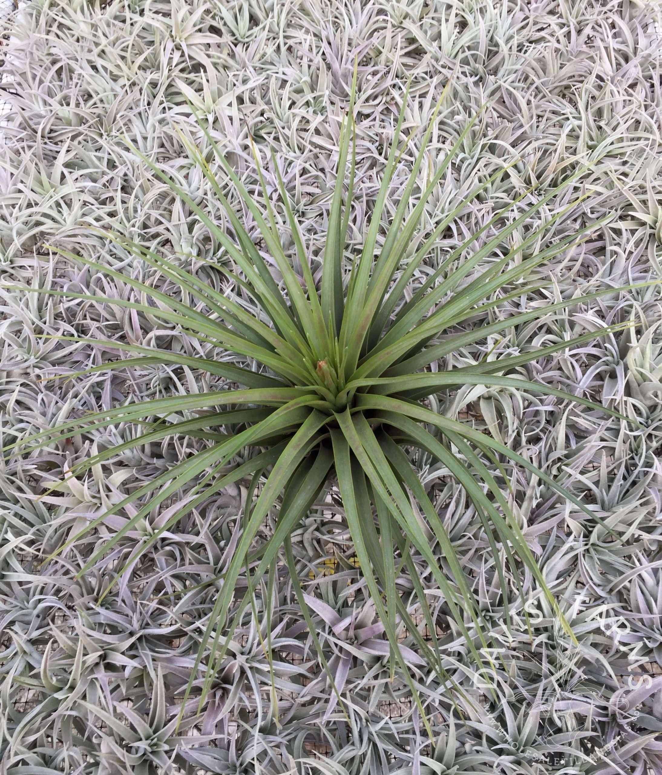 Tillandsia Tricolor v. Tricolor (Costa Rica)