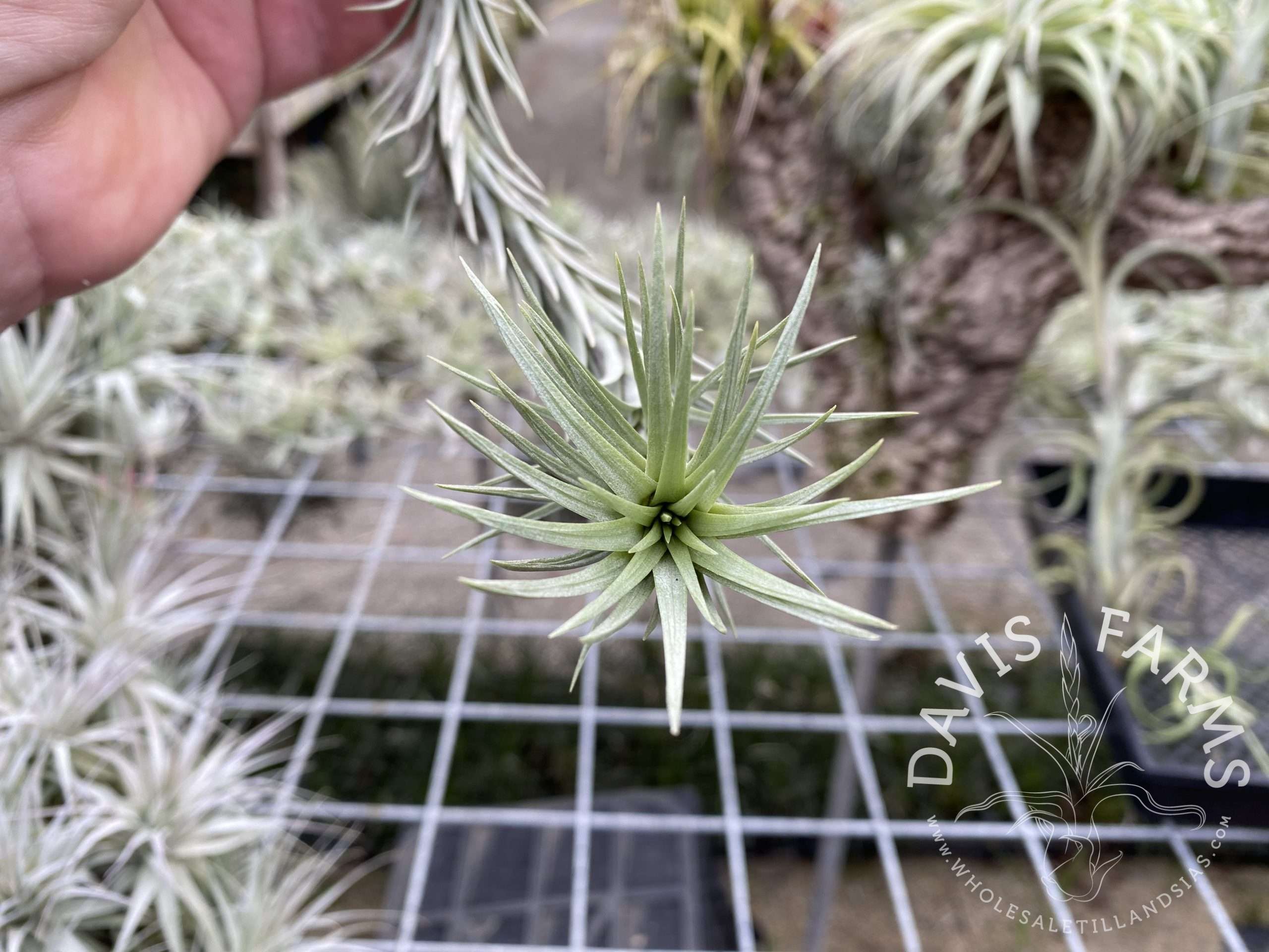 Tillandsia tenuifolia Silver Comb