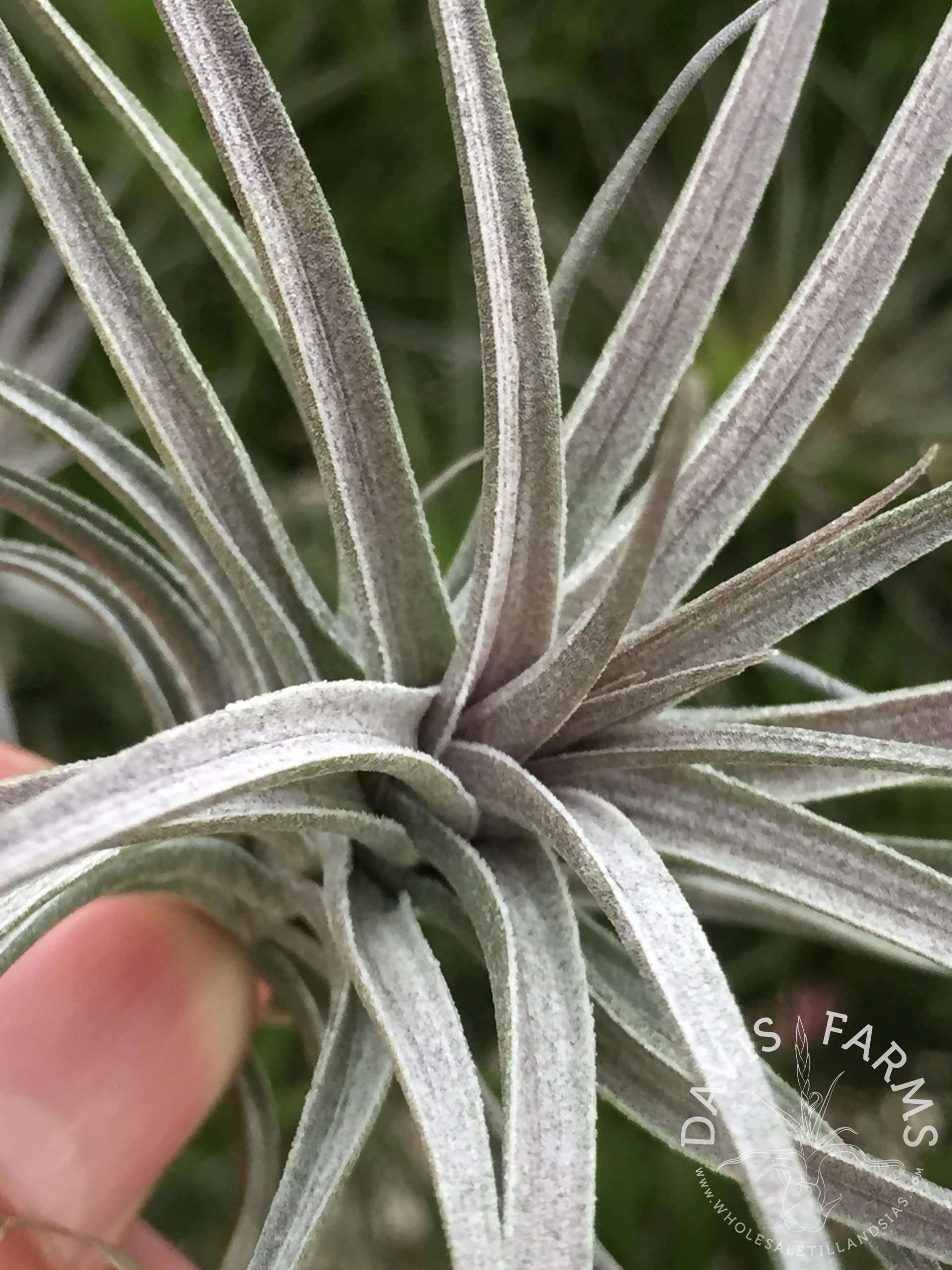 Tillandsia aeranthos purple enano
