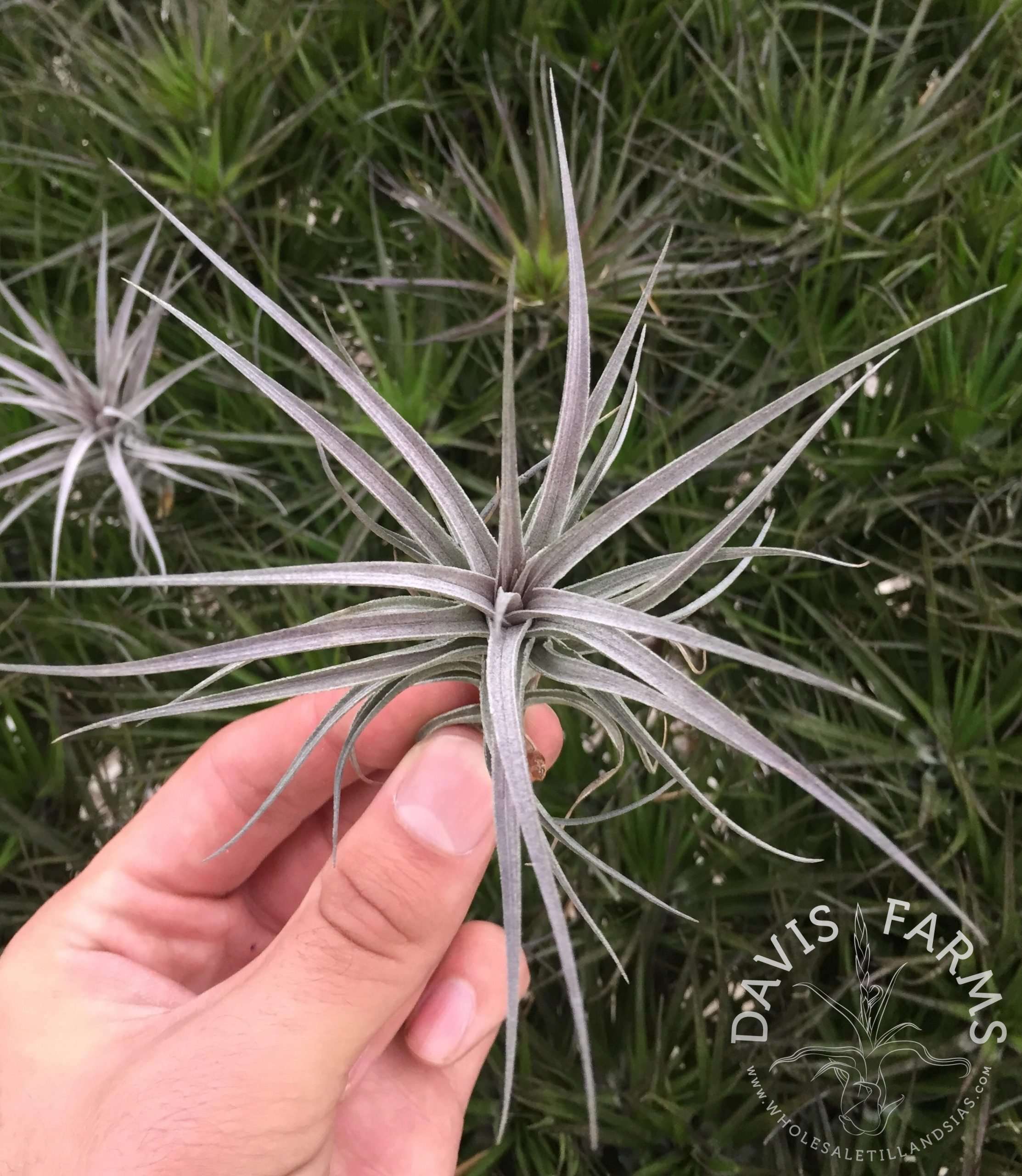 Tillandsia aeranthos purple enano