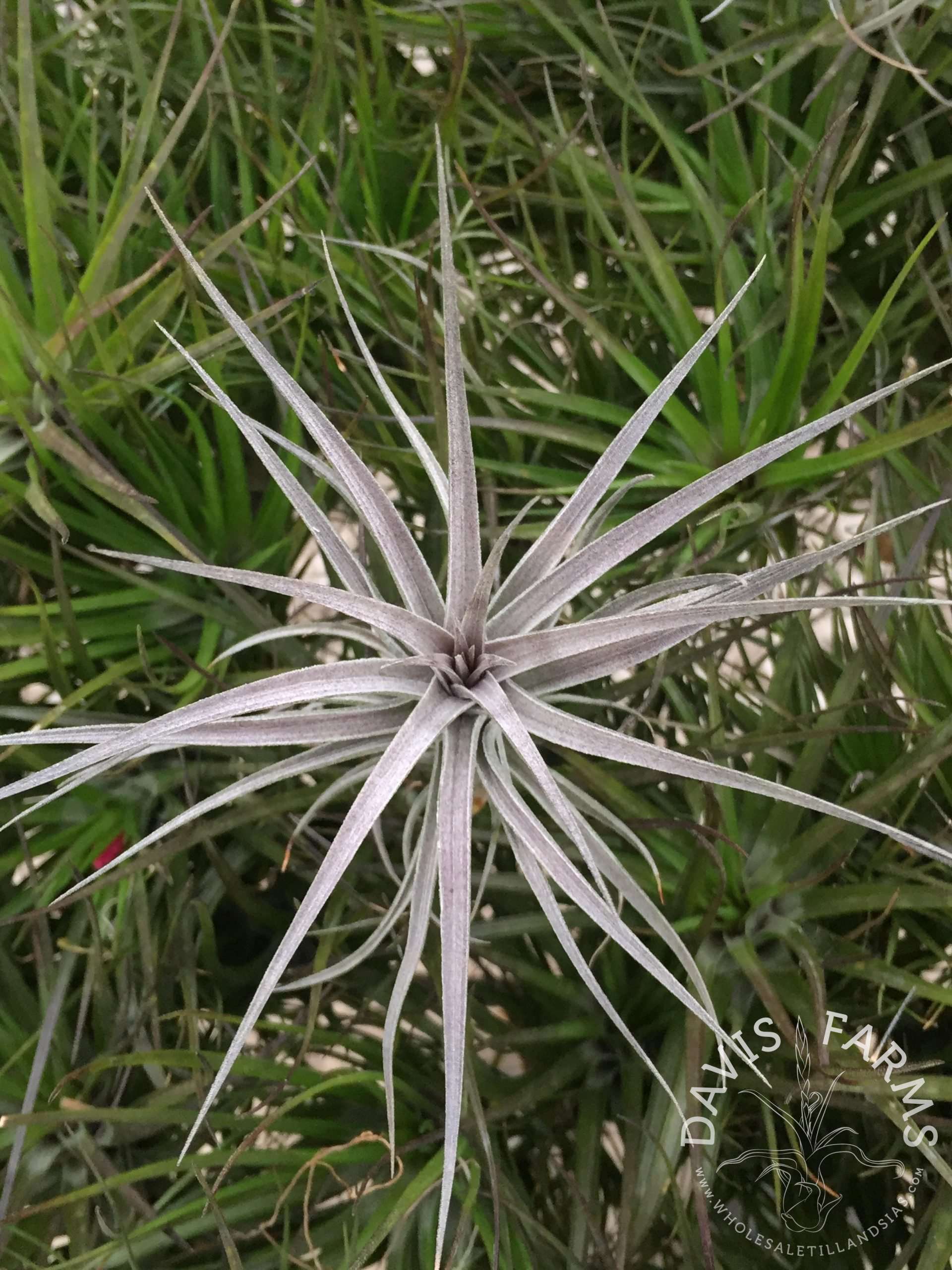 Tillandsia aeranthos purple enano