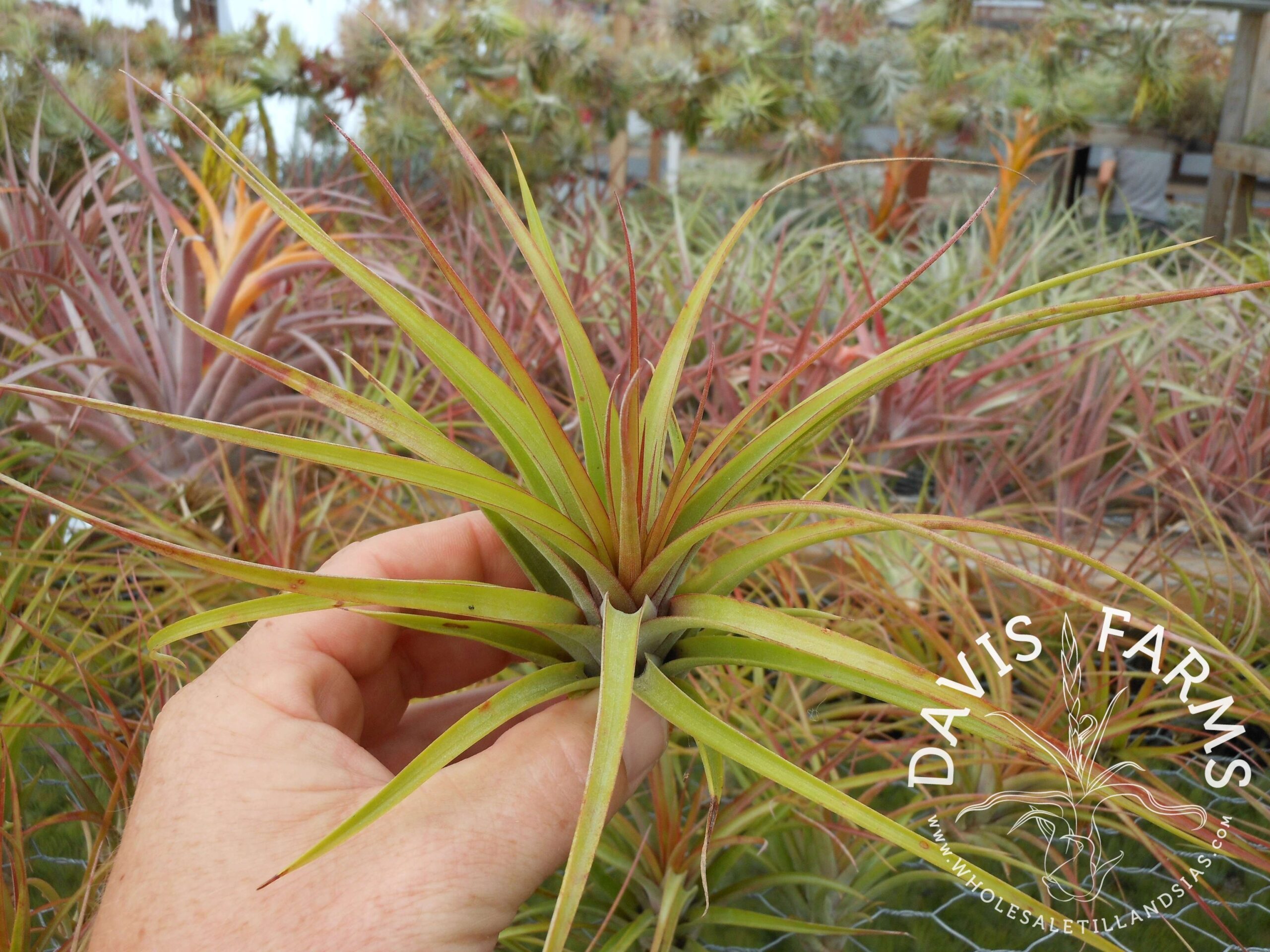 Tillandsia brachycaulos x concolor