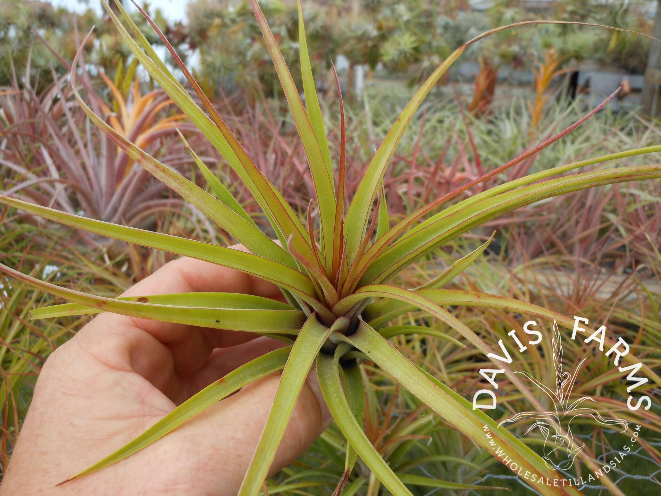Tillandsia brachycaulos x concolor