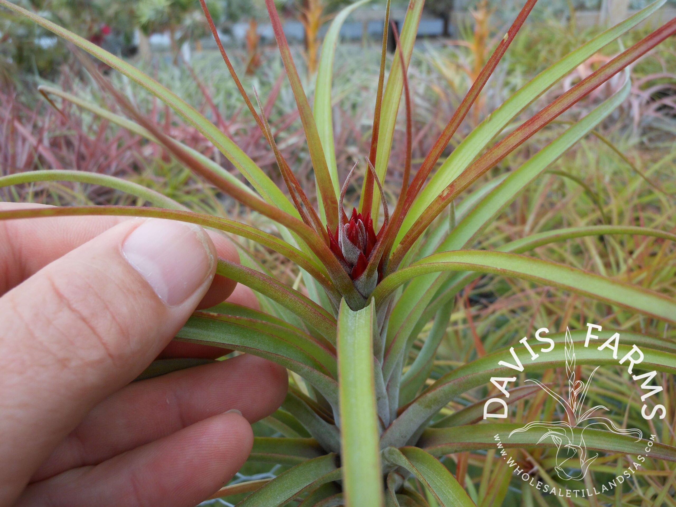 Tillandsia brachycaulos x concolor