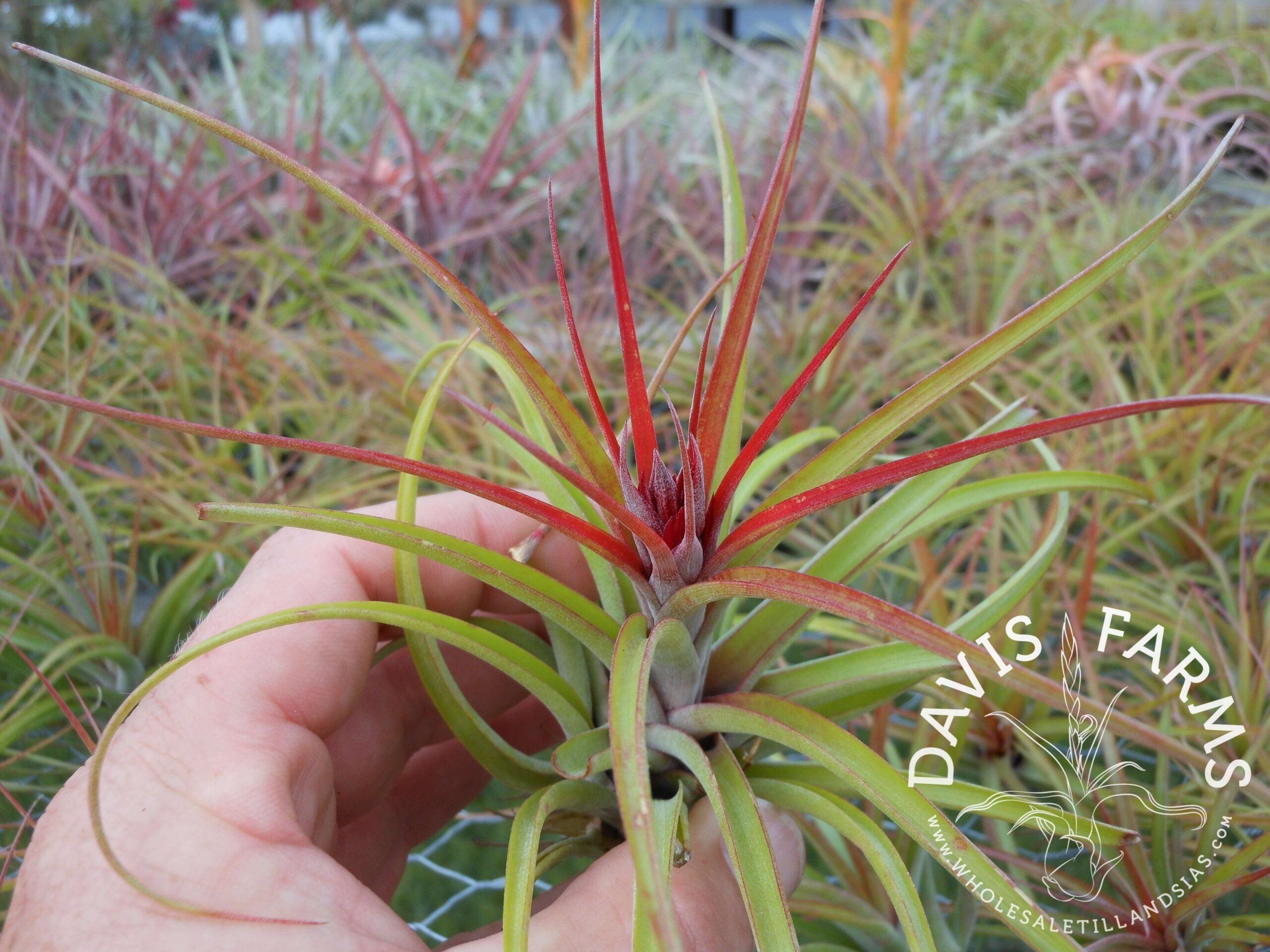 Tillandsia brachycaulos x concolor