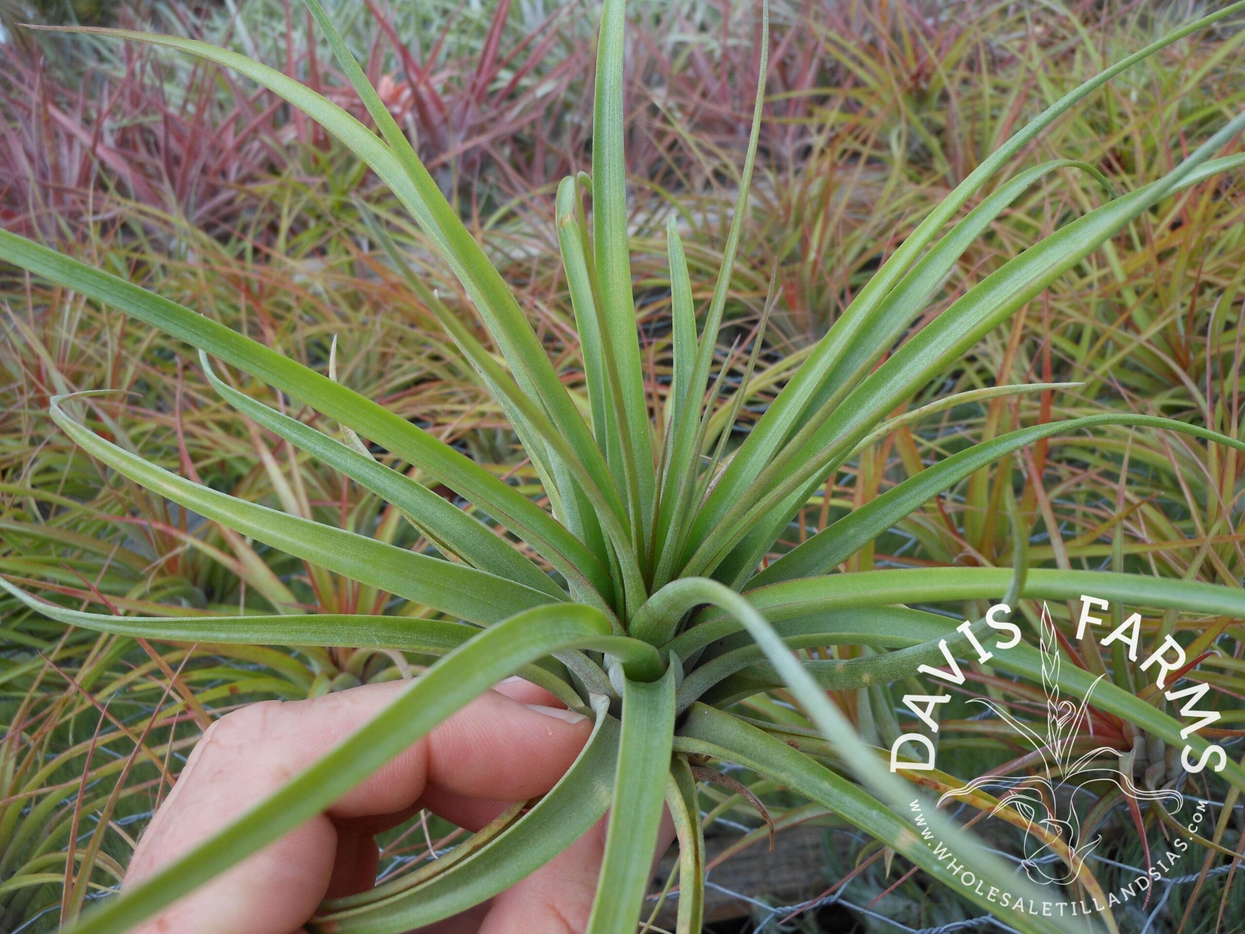 Tillandsia brachycaulos x concolor