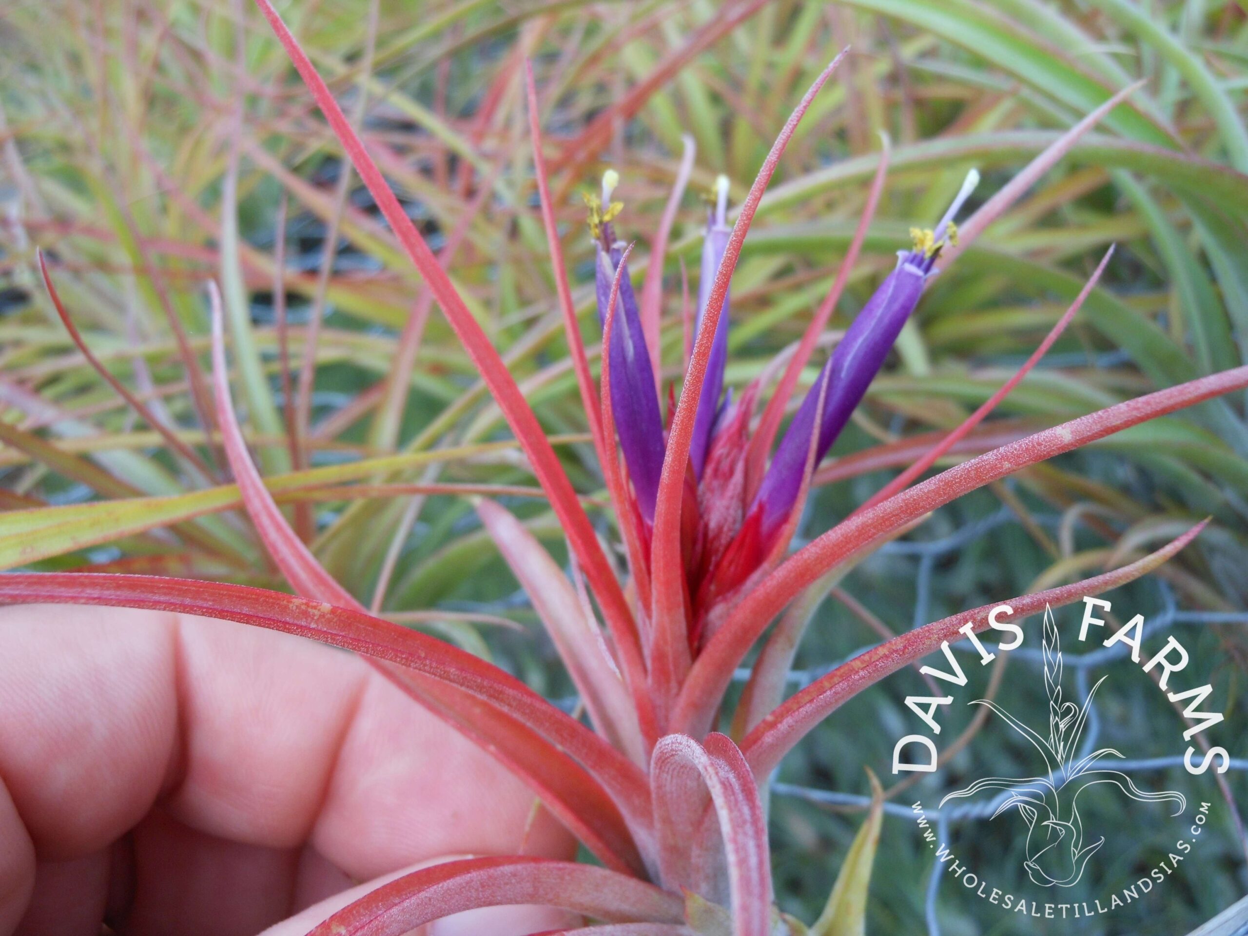 Tillandsia brachycaulos x concolor