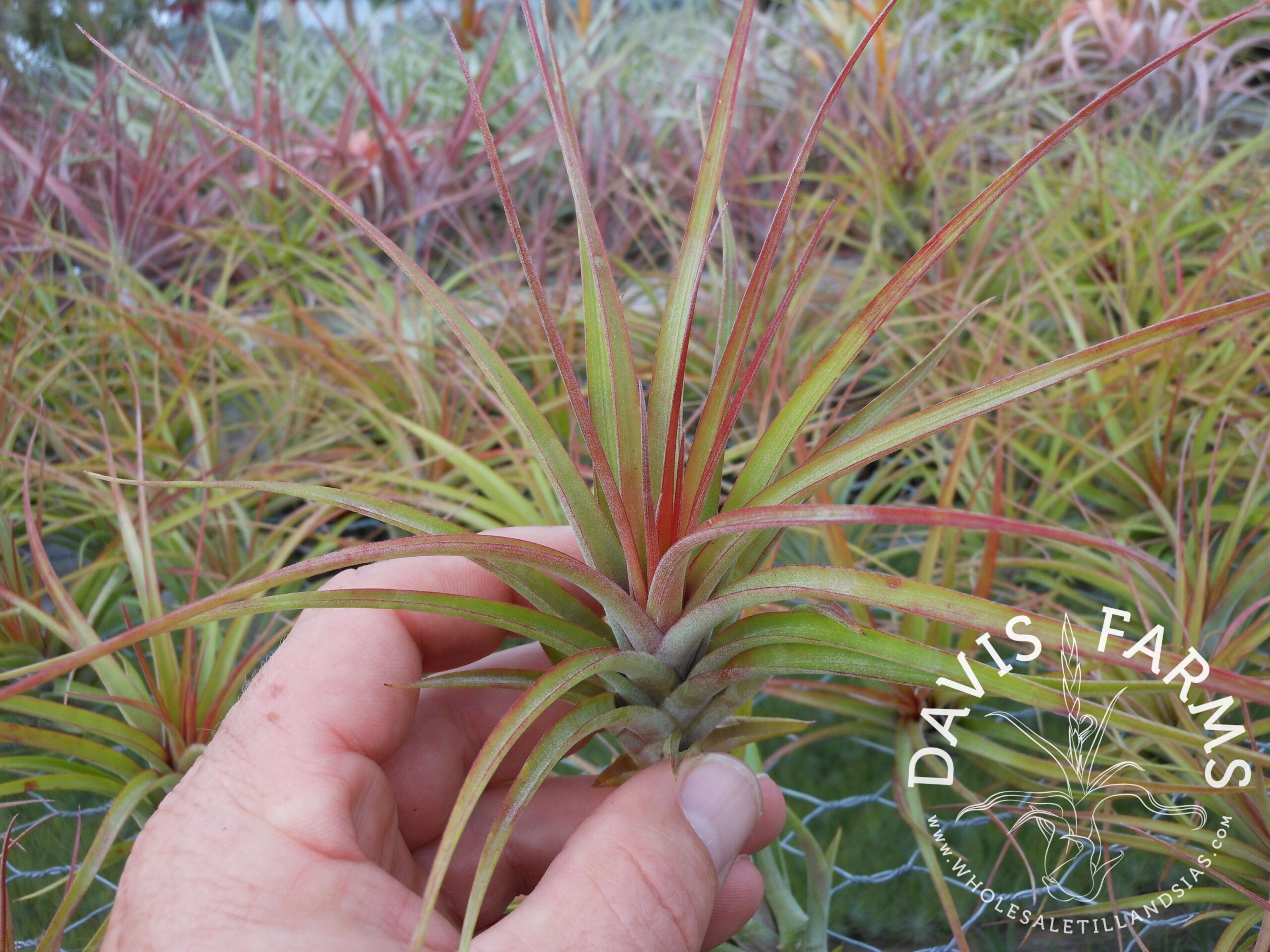 Tillandsia brachycaulos x concolor