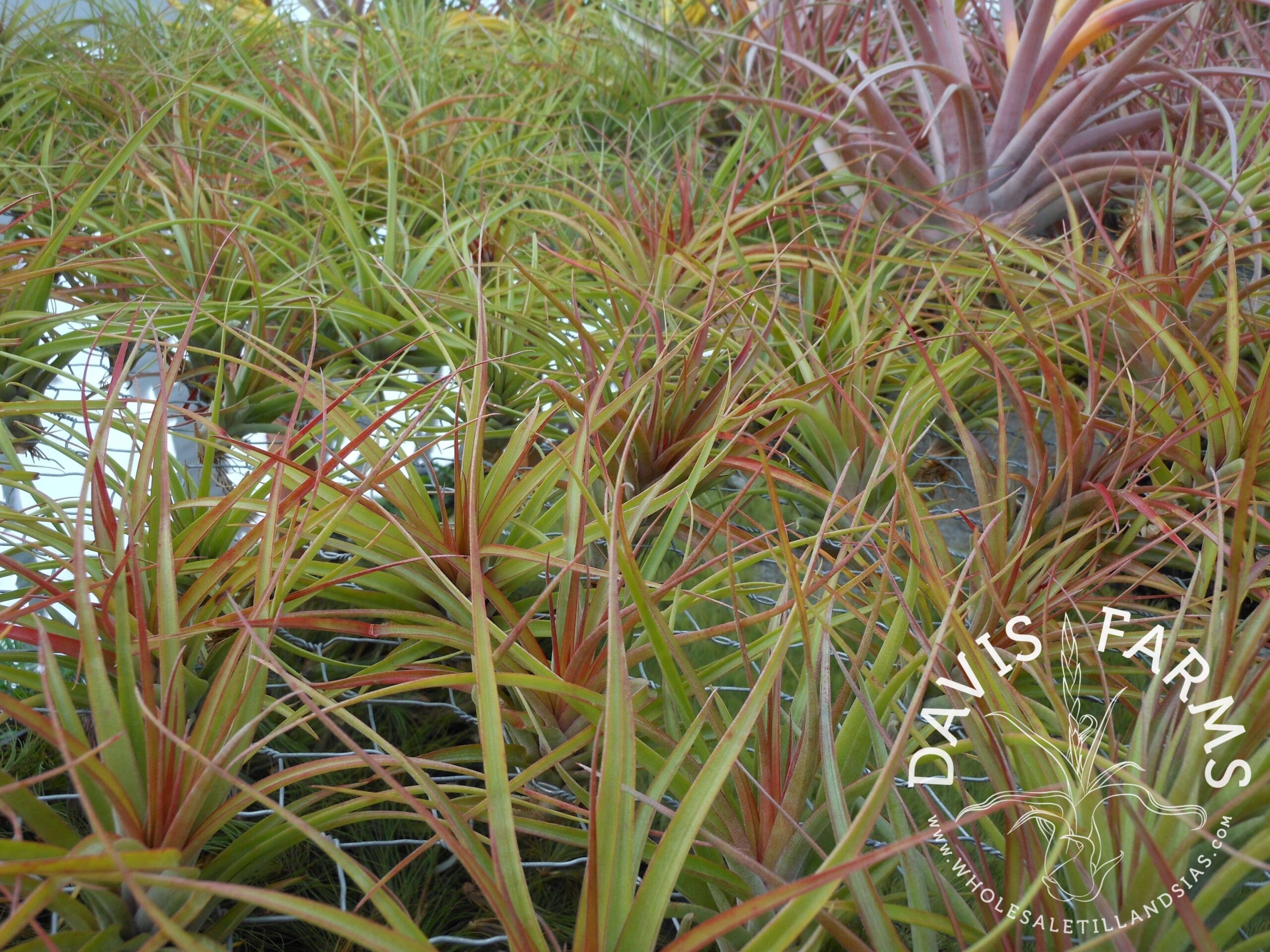 Tillandsia brachycaulos x concolor