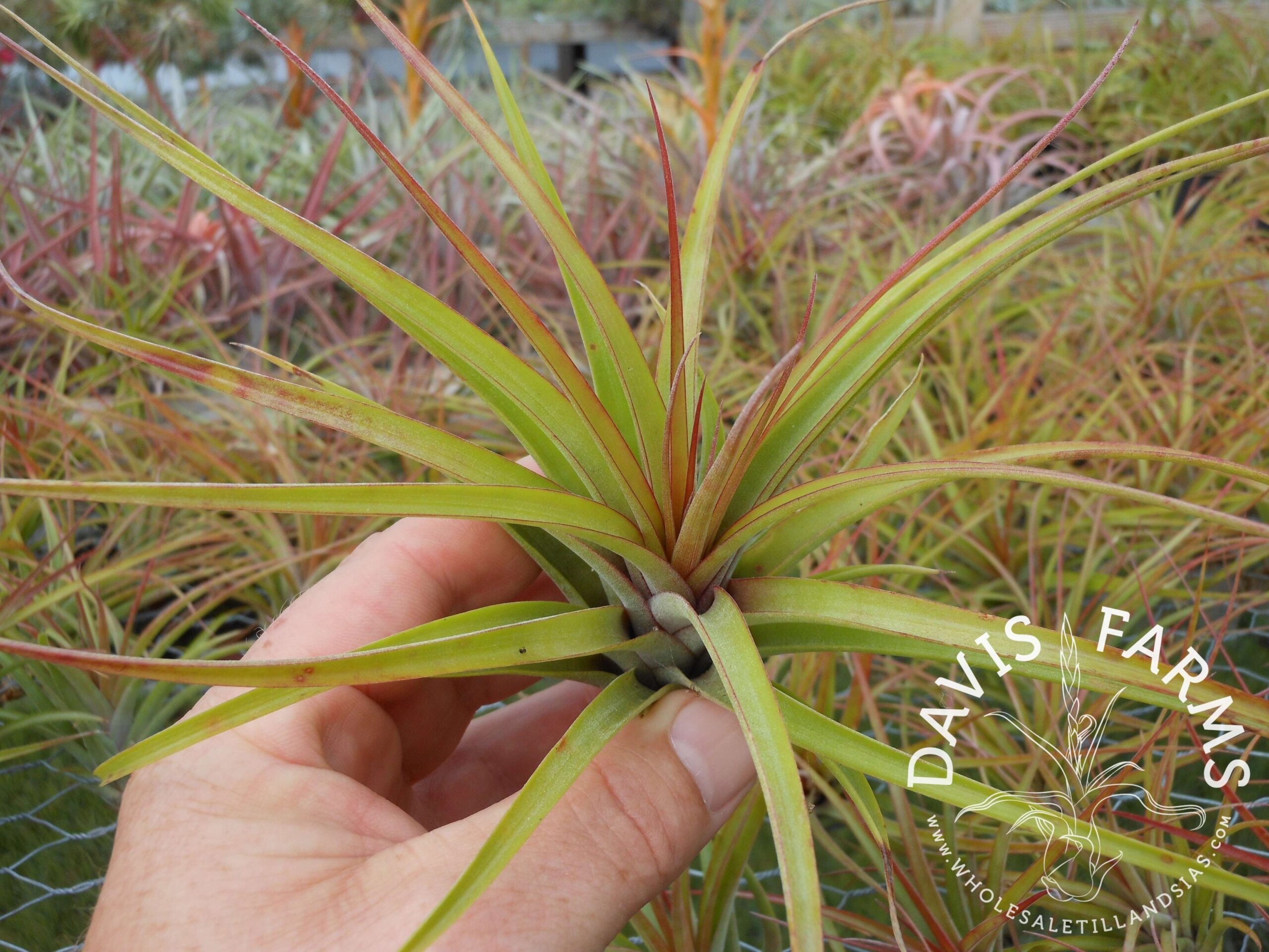Tillandsia brachycaulos x concolor
