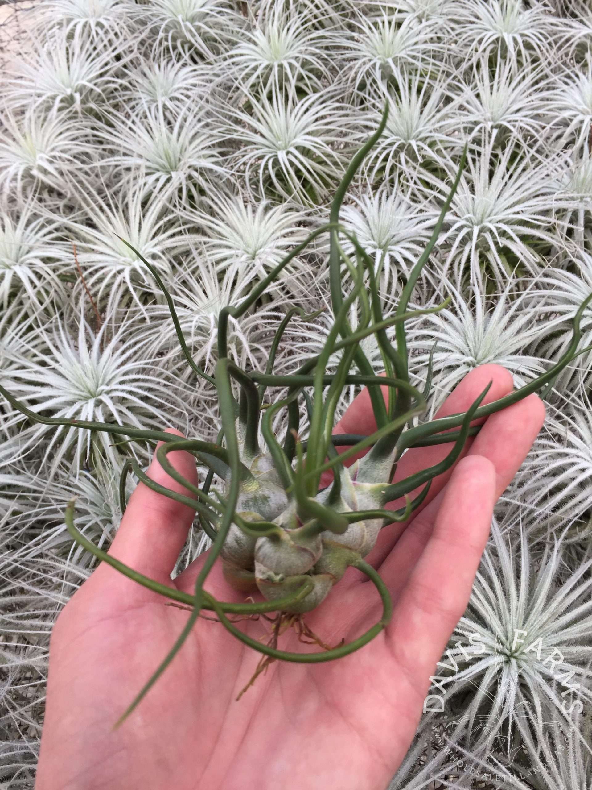 Tillandsia bulbosa