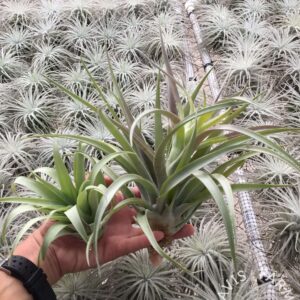Tillandsia Capitata Yellow Large Form