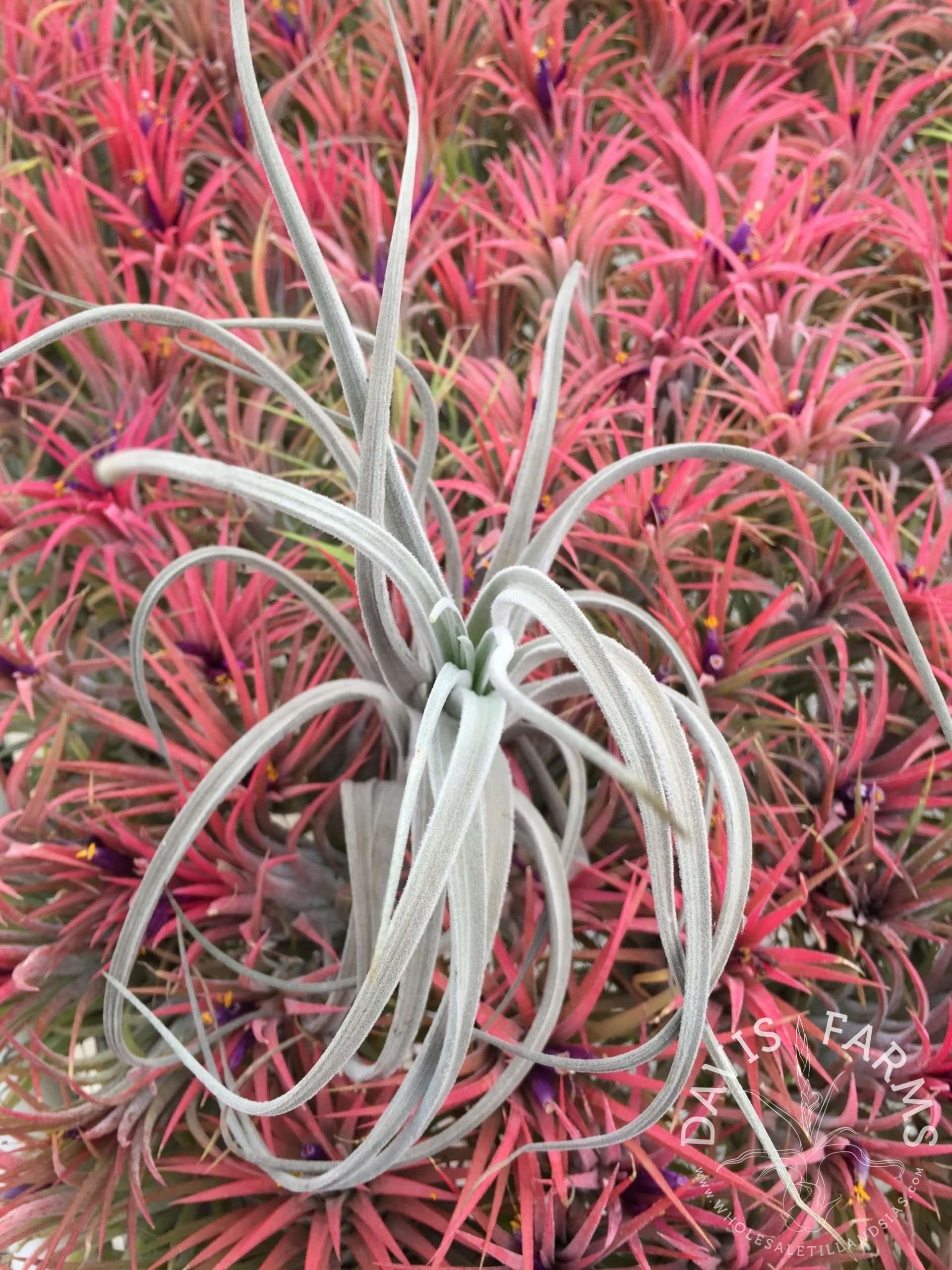 Tillandsia cardenasii