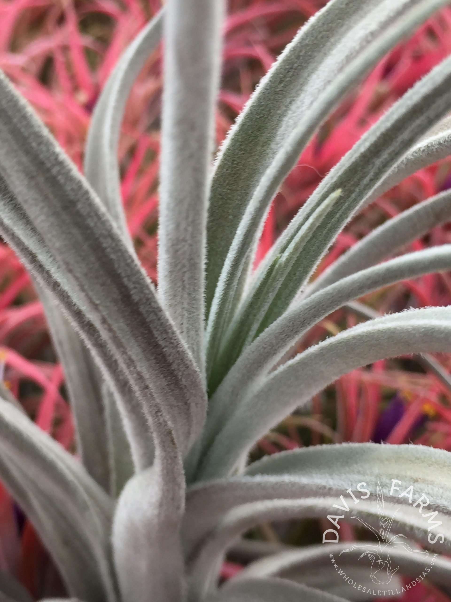 Tillandsia cardenasii