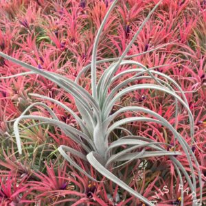 Tillandsia cardenasii