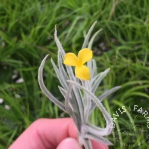 Tillandsia Crocata Dwarf Yellow Fragrant Flower