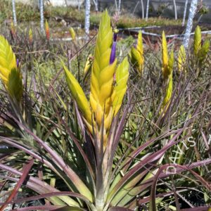 Tillandsia Flavo-Bracteata