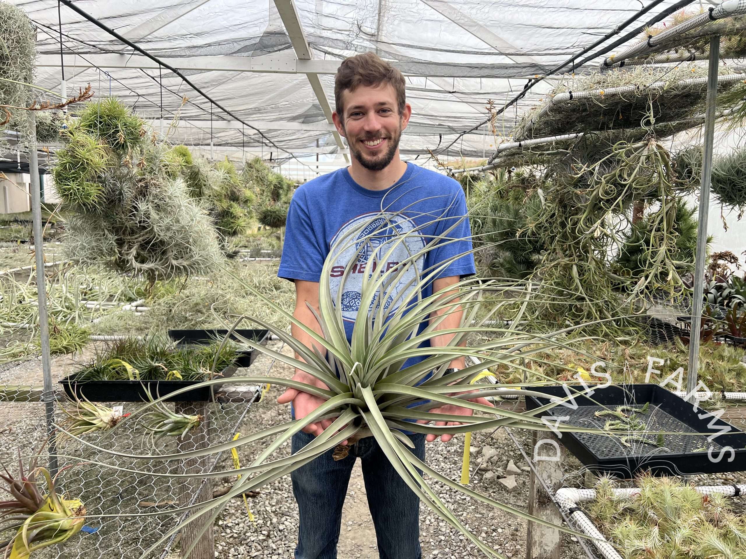 Tillandsia hitchcockiana