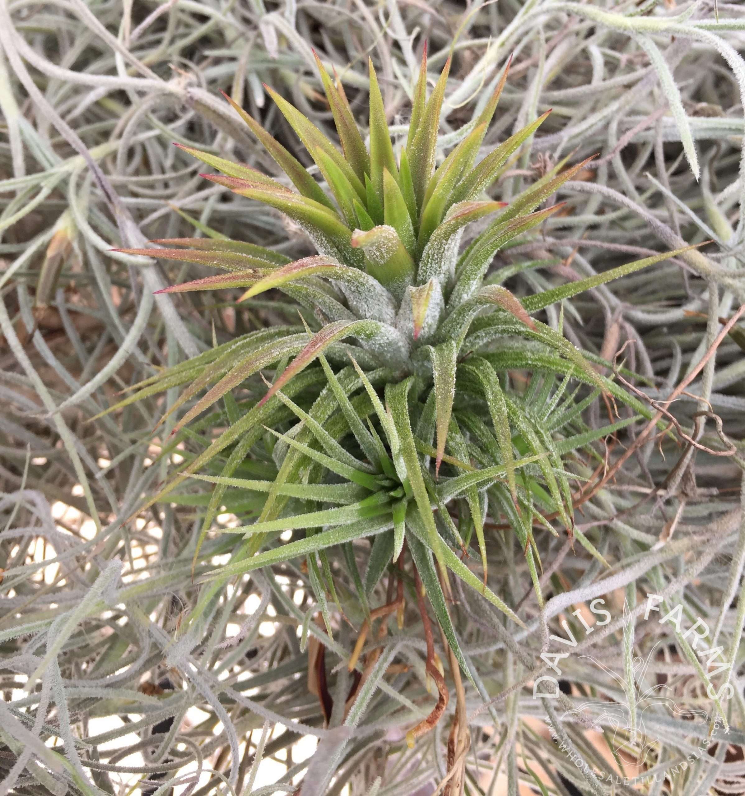 Tillandsia ionantha by the pound mixed varieties