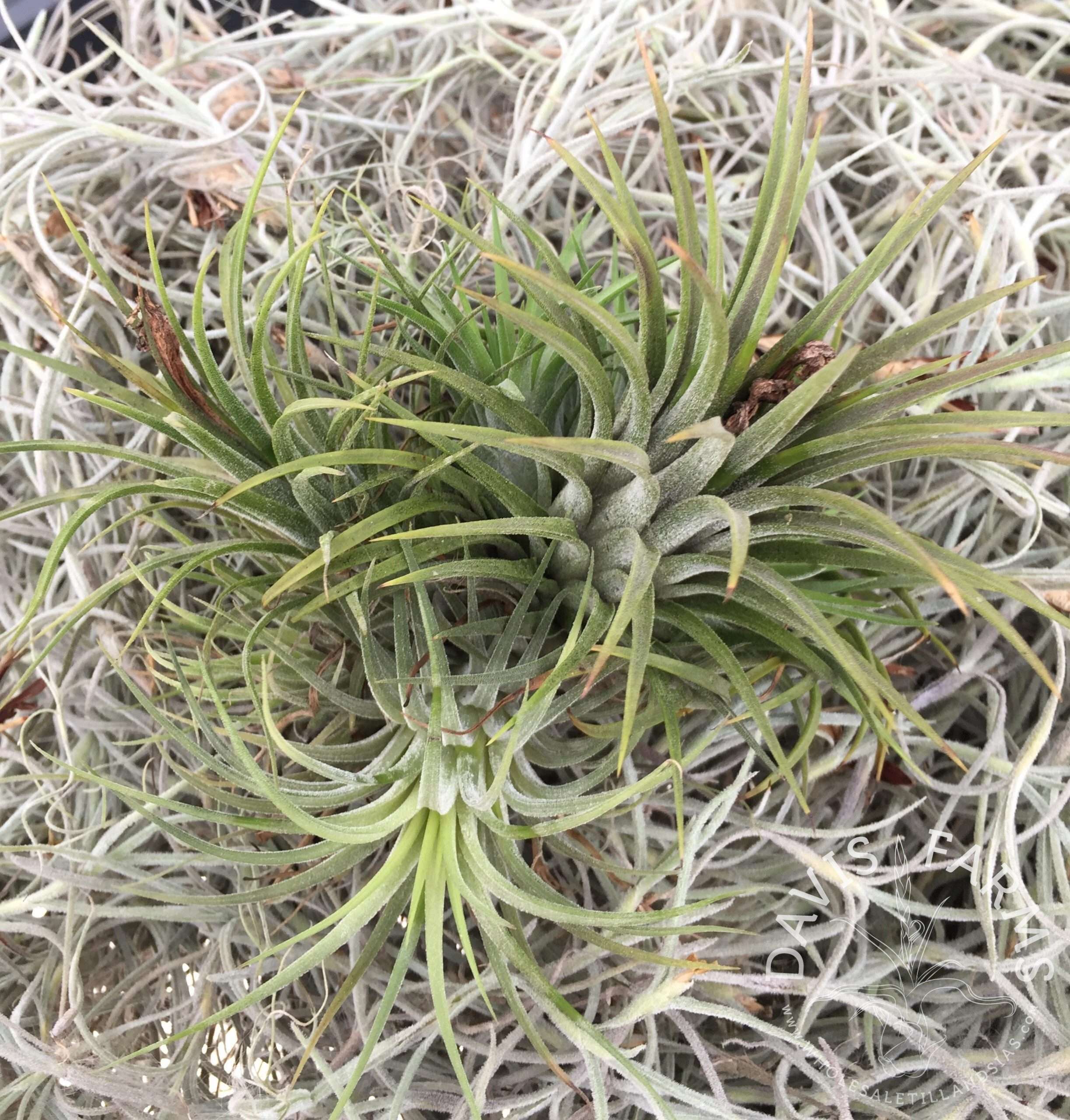 Tillandsia ionantha by the pound mixed varieties