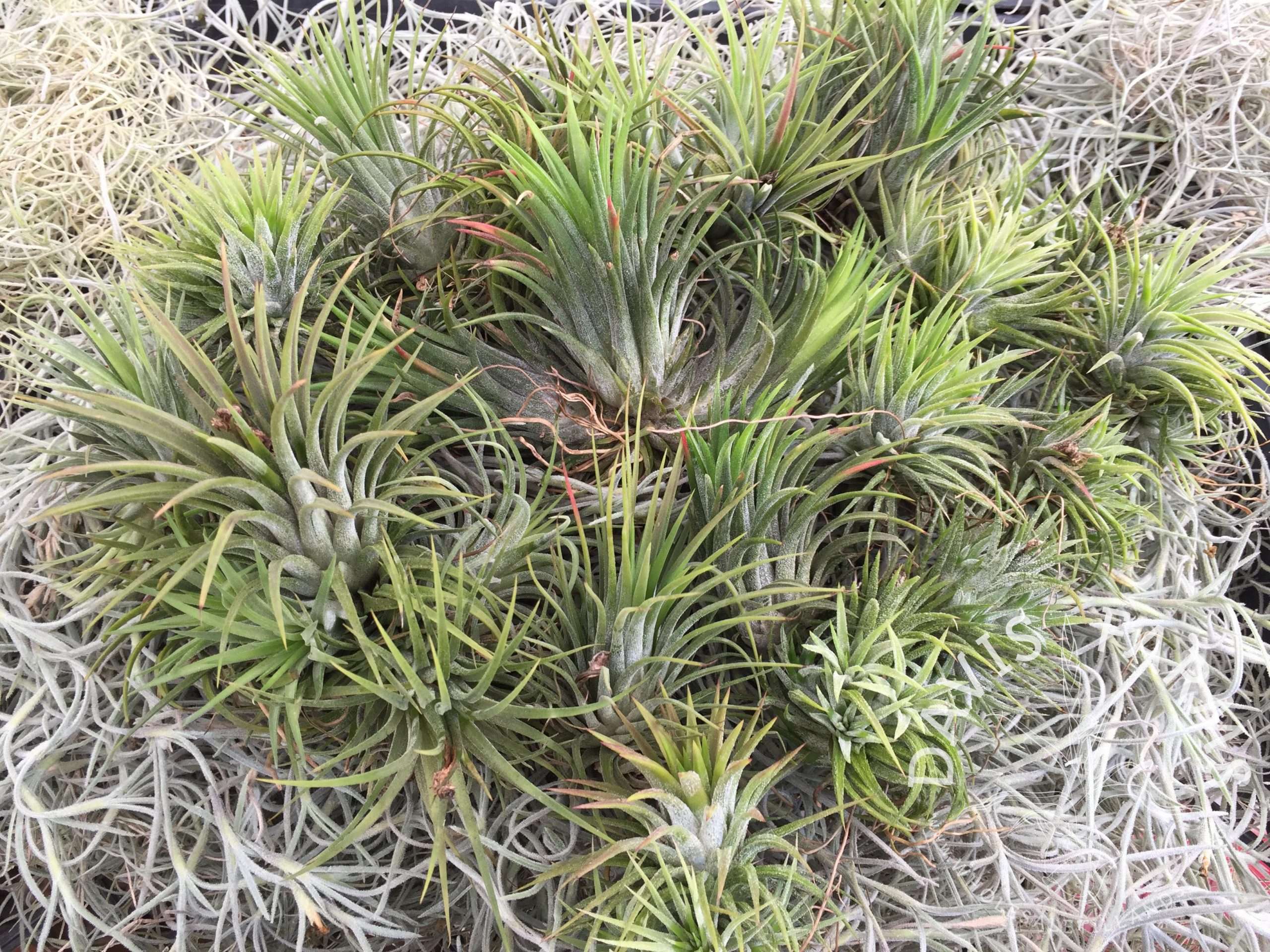 Tillandsia ionantha by the pound mixed varieties