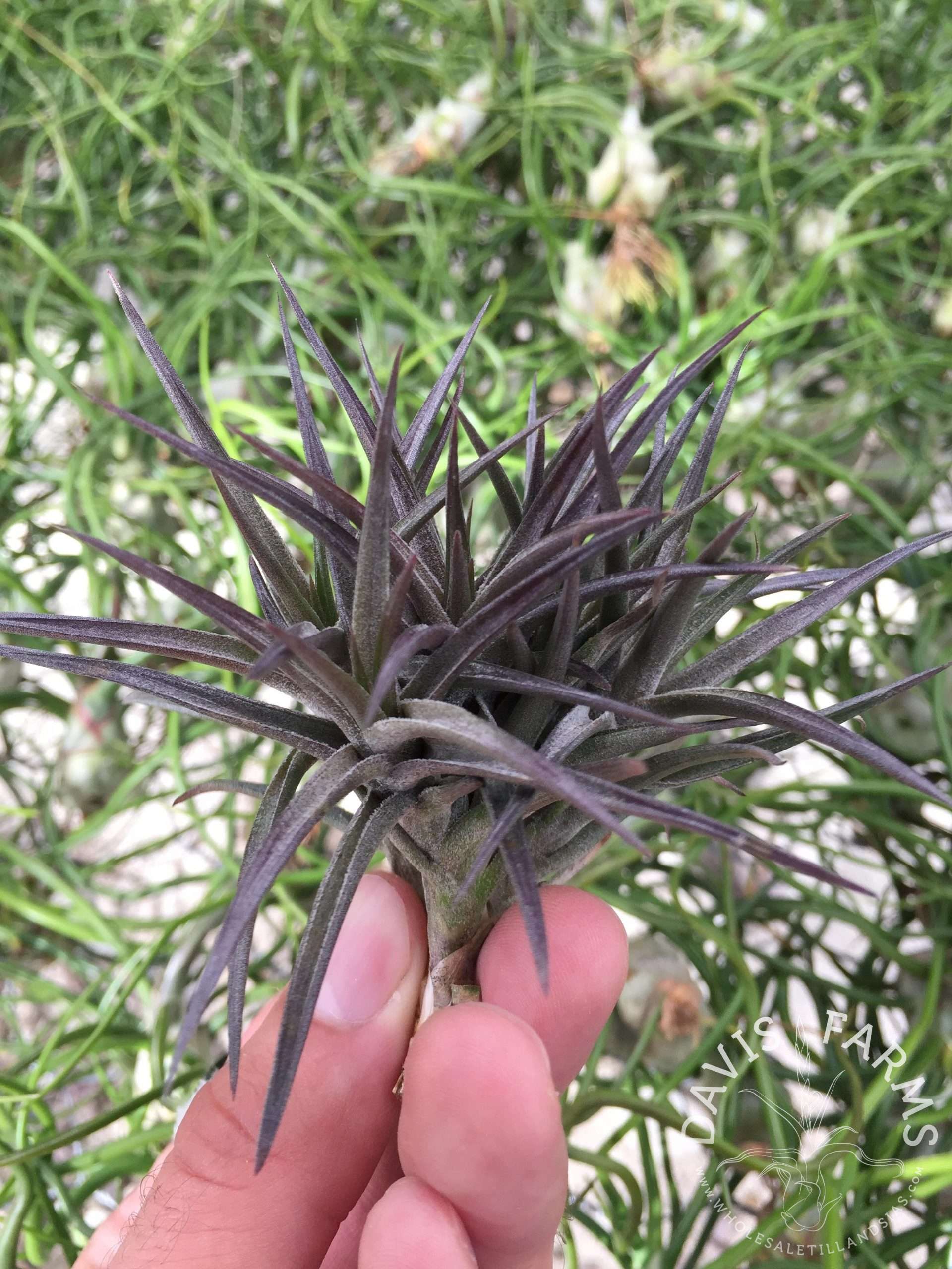 Tillandsia jonesii
