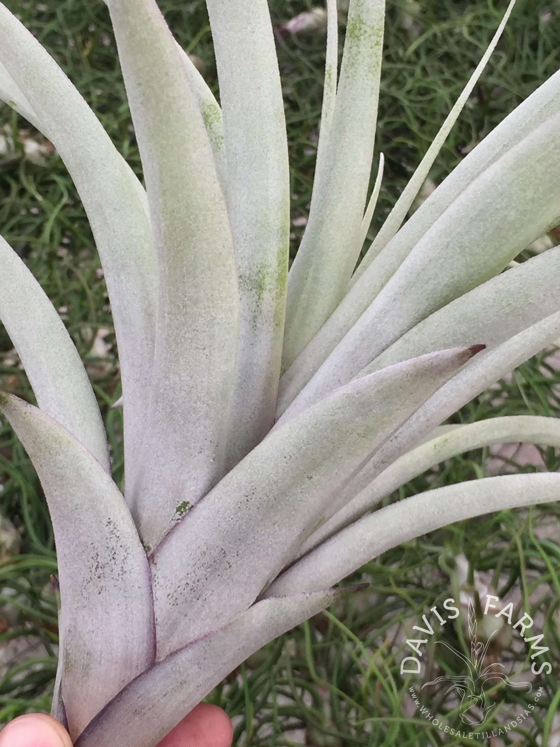 Tillandsia latifolia var. divaricata Blue Moon