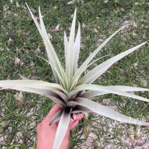 Tillandsia latifolia var. divaricata Blue Moon