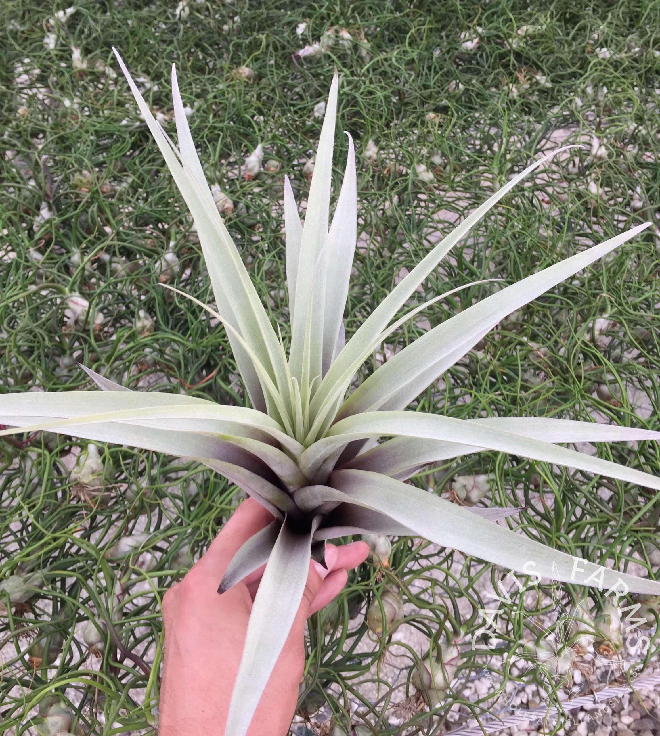 Tillandsia latifolia var. divaricata Blue Moon