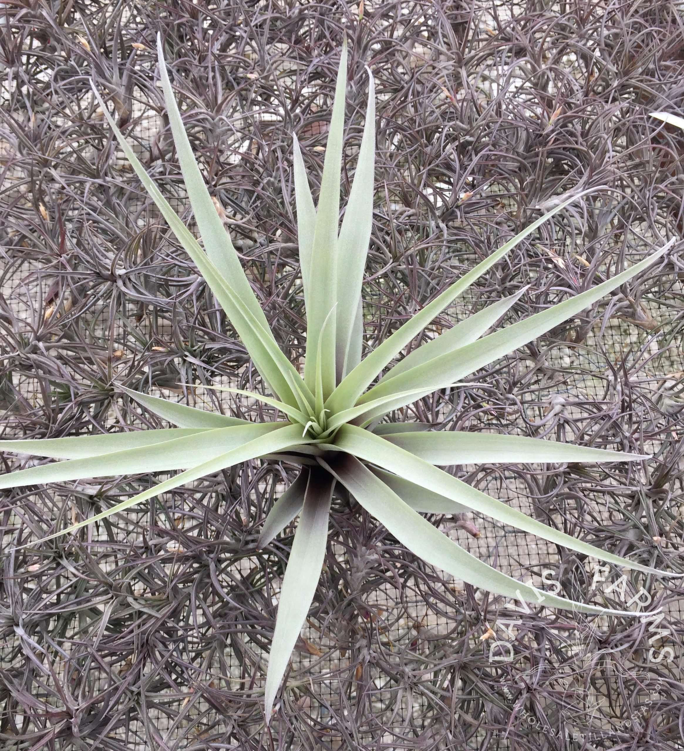 Tillandsia latifolia var. divaricata Blue Moon