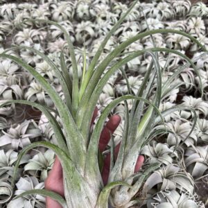 Tillandsia 'Long John' (T.I. Clone)