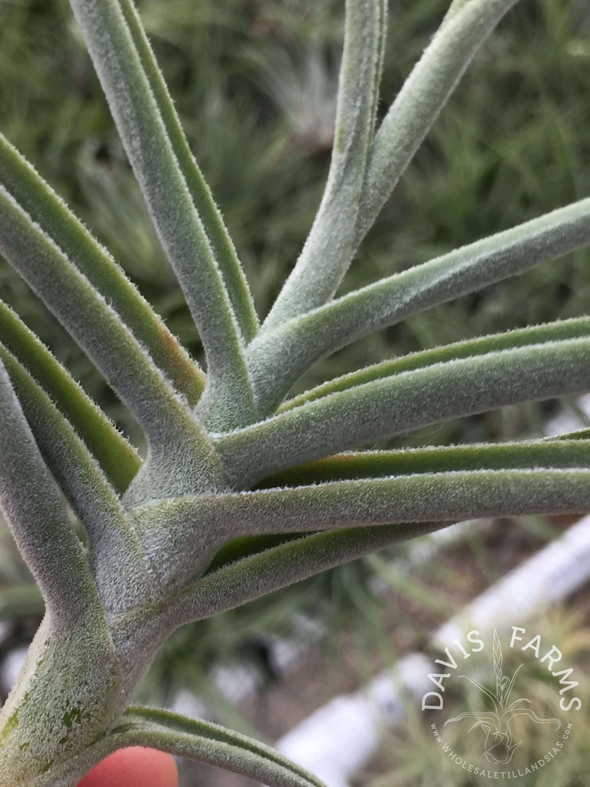 Tillandsia 'Nugget' (Crocata x Duratii)