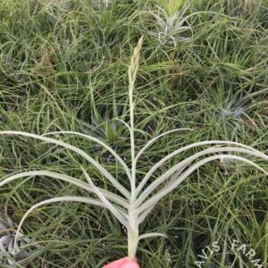 Tillandsia 'Nugget' (Crocata x Duratii)