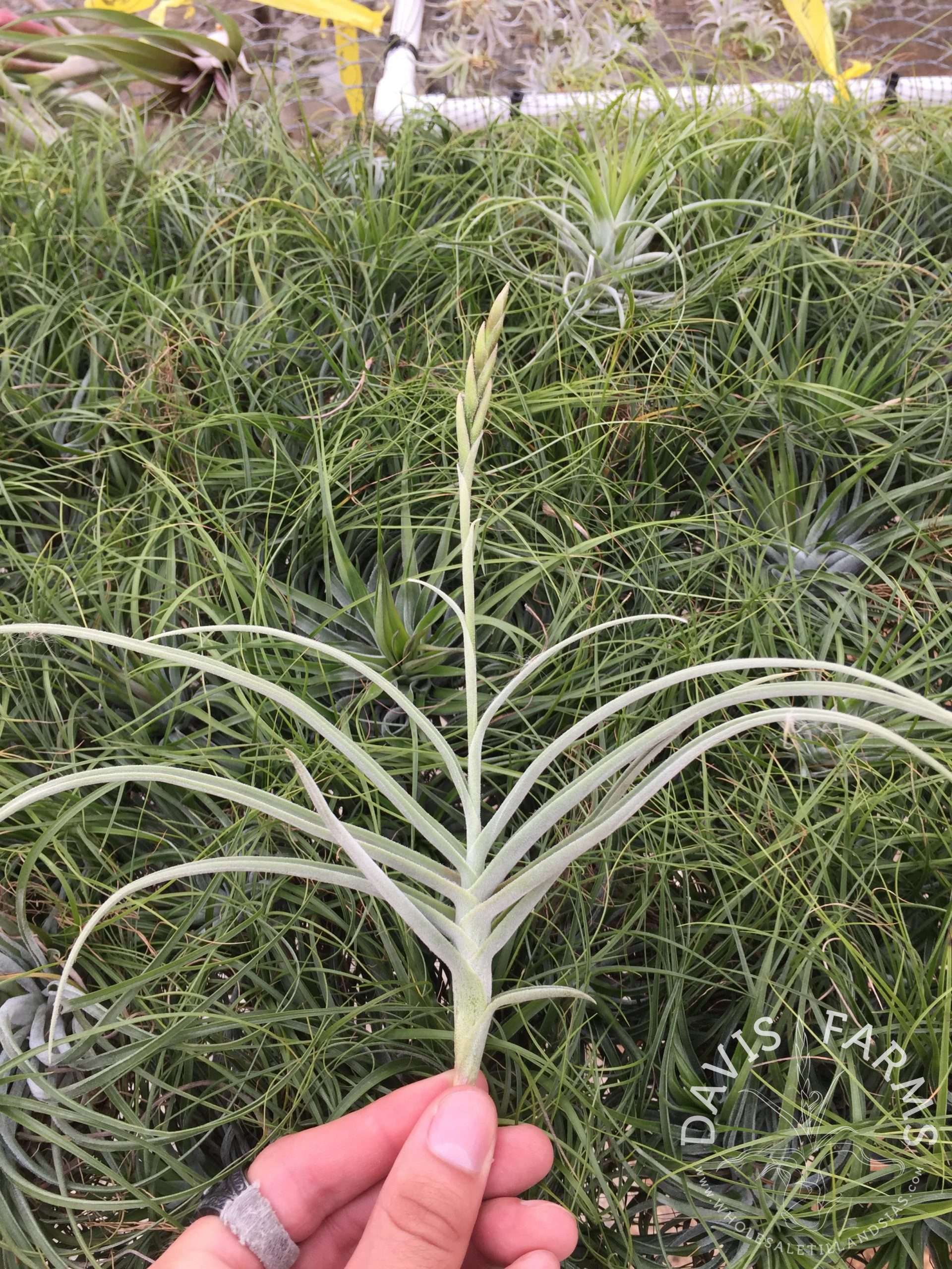 Tillandsia 'Nugget' (Crocata x Duratii)