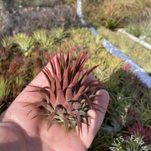 Tillandsia ionantha Rosita