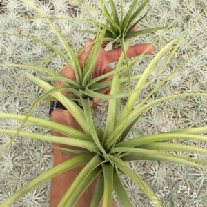 Tillandsia rothii x concolor ‘Awesome Amber’