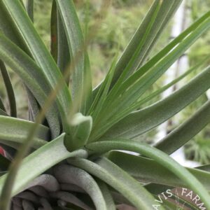 Tillandsia Starburst (Brachycaulos x Schiedeana)