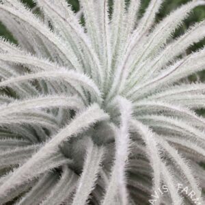 Tillandsia tectorum var. rupicola