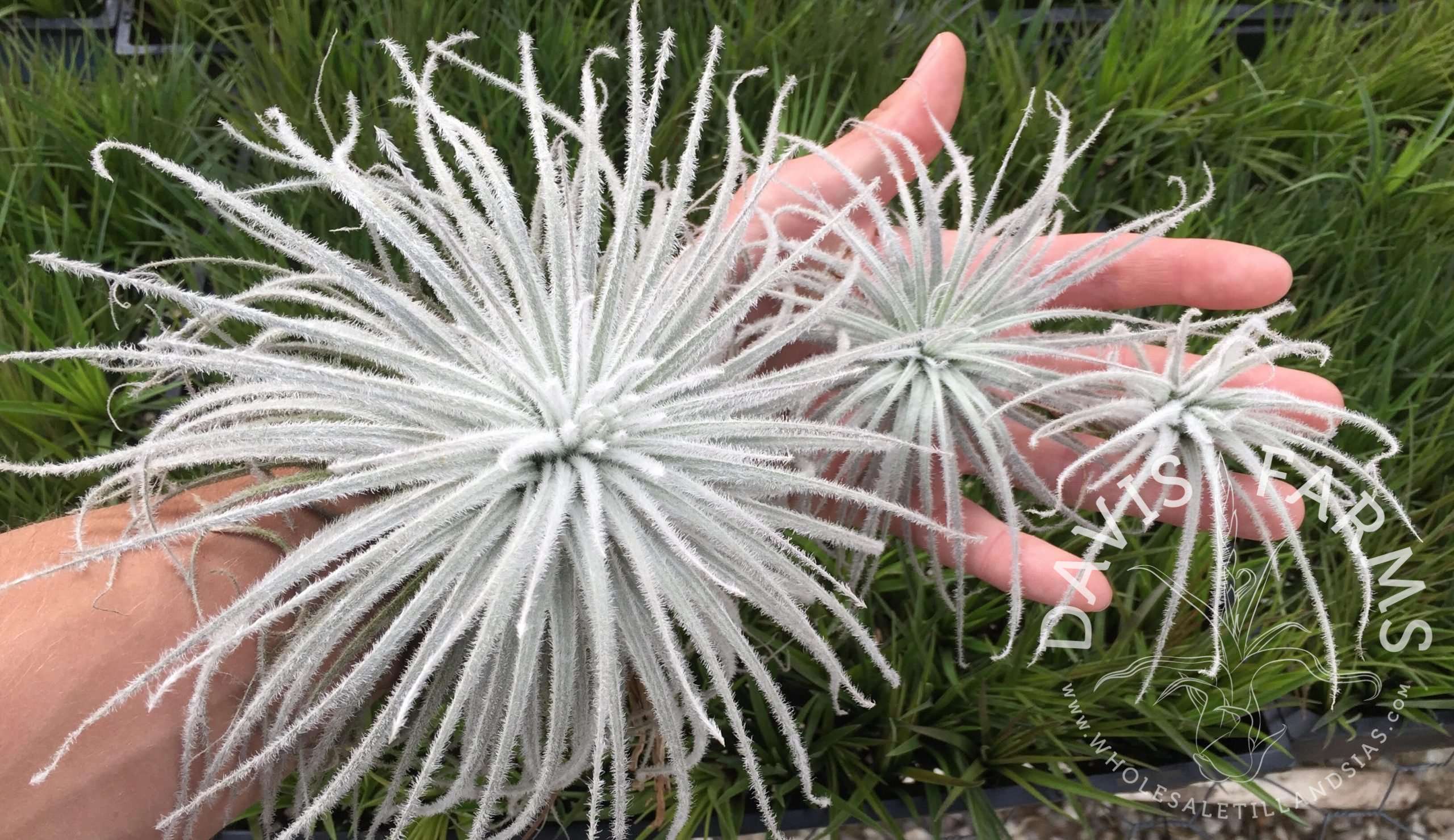 Tillandsia tectorum var. rupicola