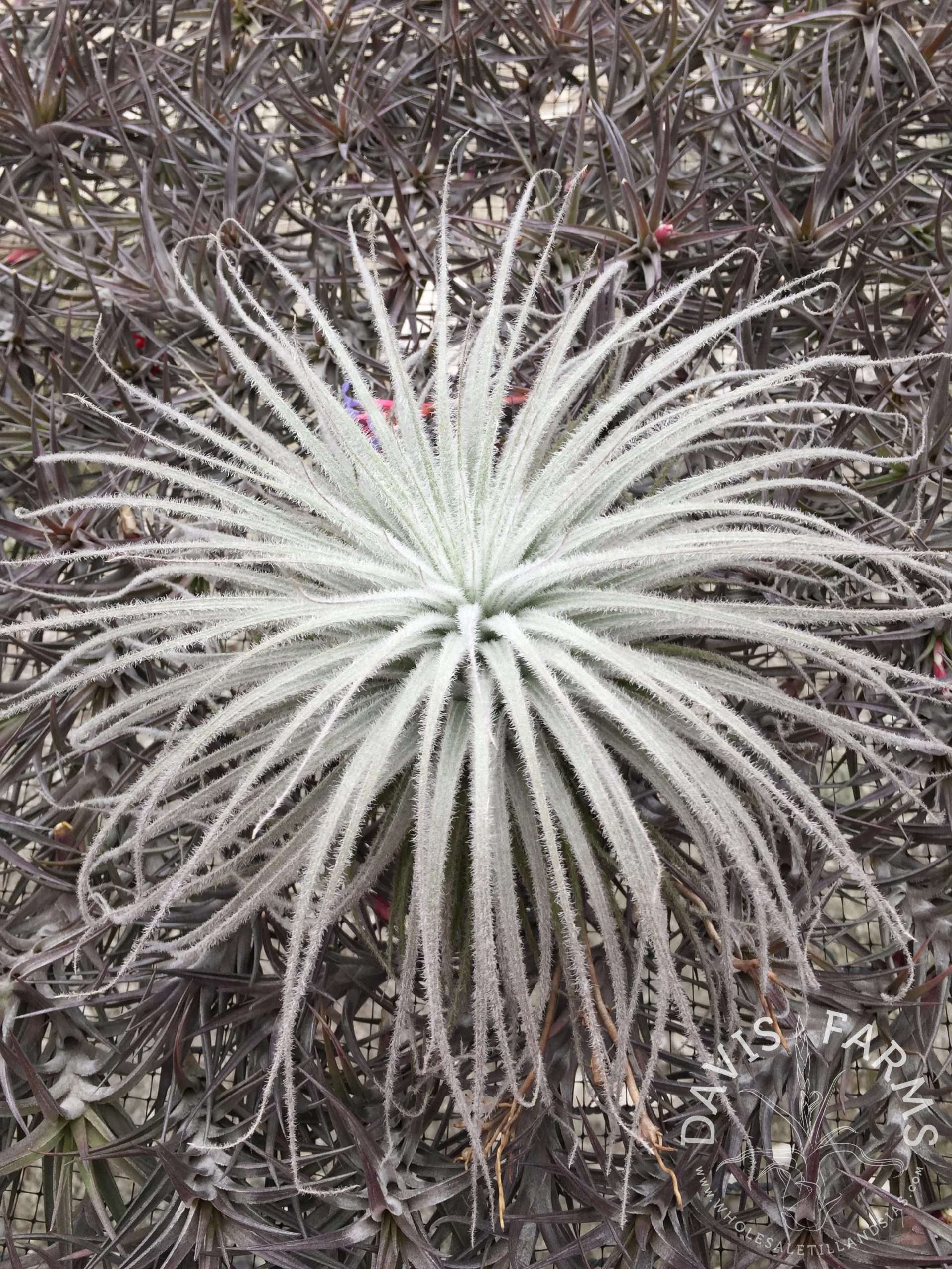 Tillandsia tectorum var. rupicola