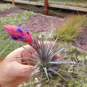 Tillandsia aeranthos purple